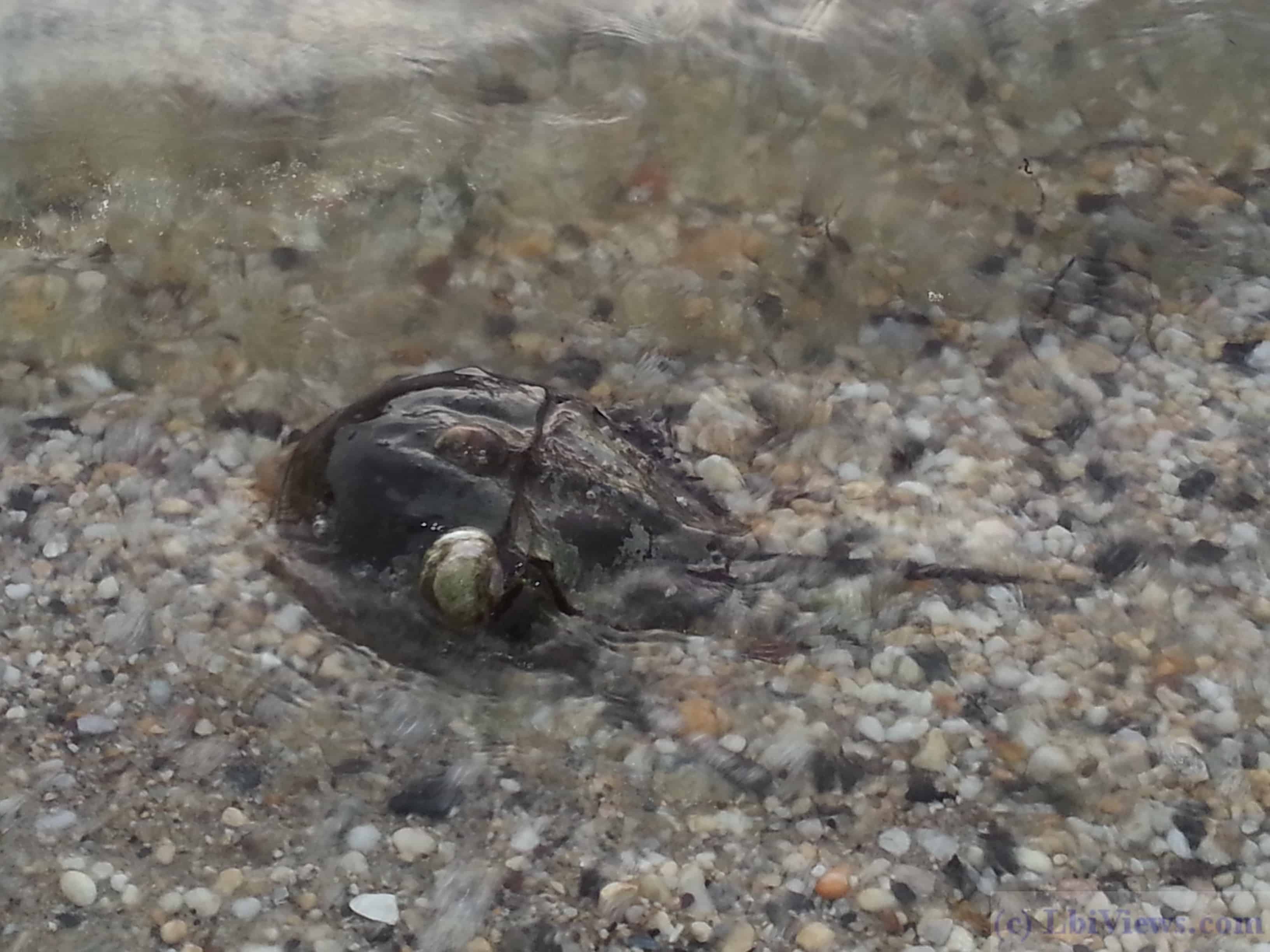 Horseshoe crab